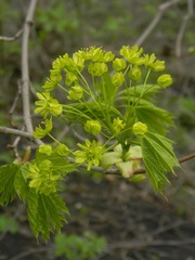 Acer platanoides