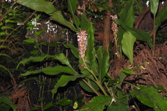 Alpinia japonica