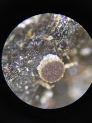 Ascobolus crenulatus