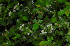 Sanicula lamelligera