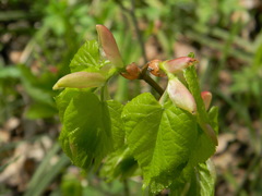 Tilia cordata