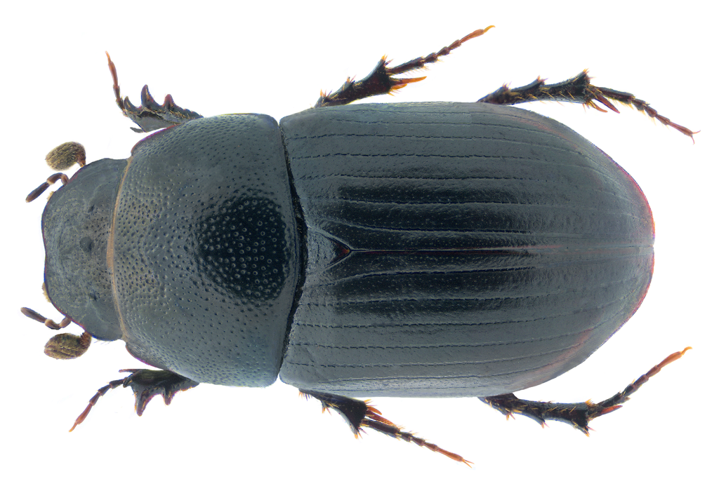 Agrilinus ater