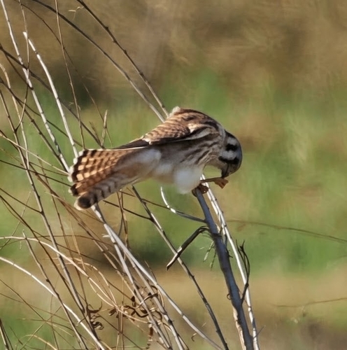 American Kestrel