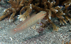 Amblygobius decussatus