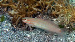 Amblygobius decussatus
