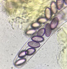 Ascobolus crenulatus