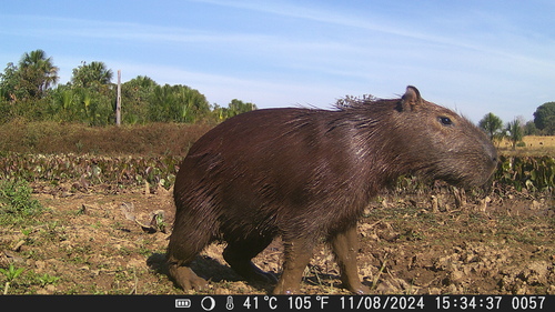 Capybara