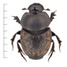 Small Black-and-brown Dung Beetle - Photo (c) Oskar Gran, some rights reserved (CC BY-NC-SA)