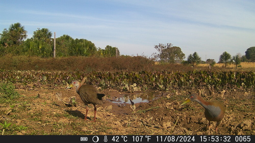 Giant Wood-Rail