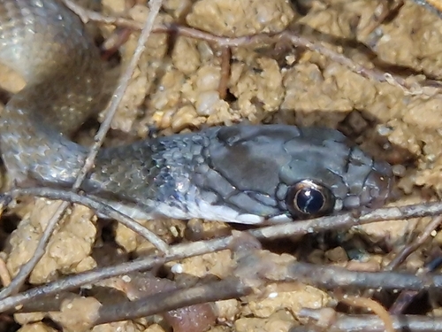 Tropidonophis picturatus, 2026-02-23