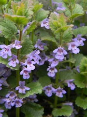 Glechoma hederacea