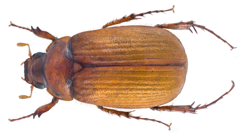 Naktinis Grambuoliukas nuotrauka