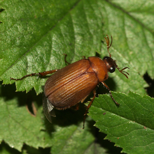 Naktinis Grambuoliukas nuotrauka