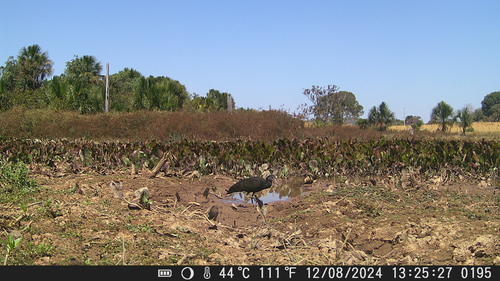 Green Ibis
