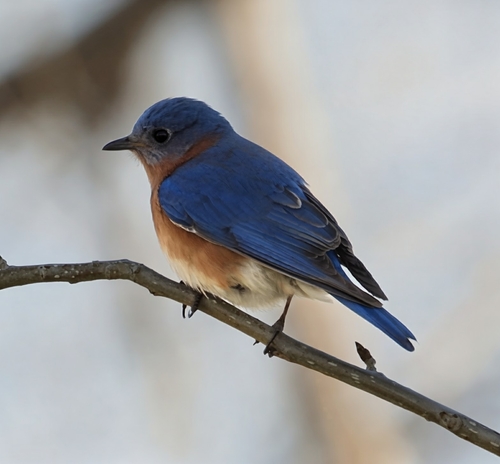 Eastern Bluebird