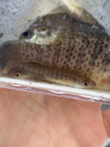 Banded killifish (Fundulus diaphanus) — Fundulidae