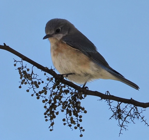 Eastern Bluebird