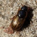 Lesser-streaked Dung Beetle - Photo (c) AfroBrazilian, some rights reserved (CC BY-SA)