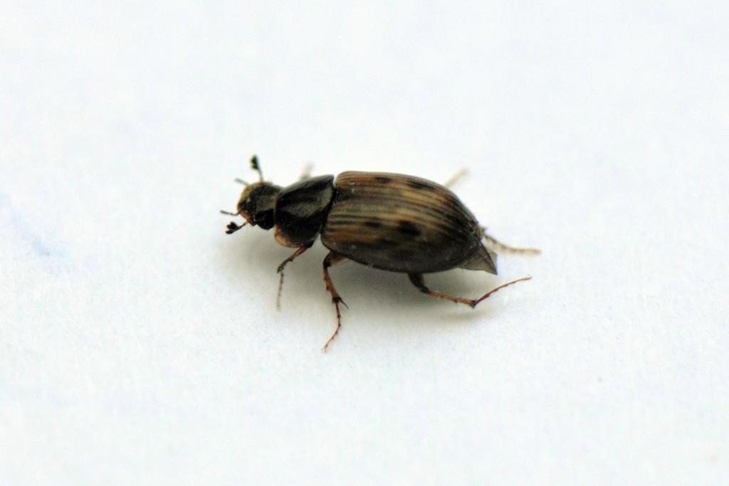 lesser-streaked dung beetle