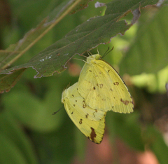 Eurema hecabe hecabe