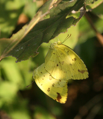 Eurema hecabe hecabe