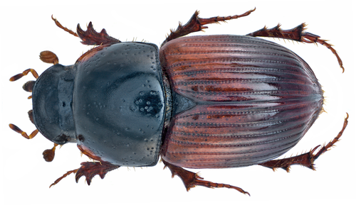 Rhodaphodius foetens