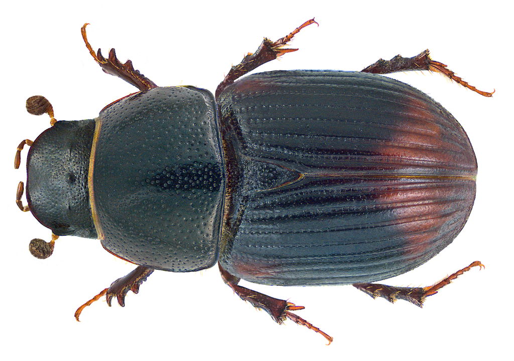 Bloody small dung beetle
