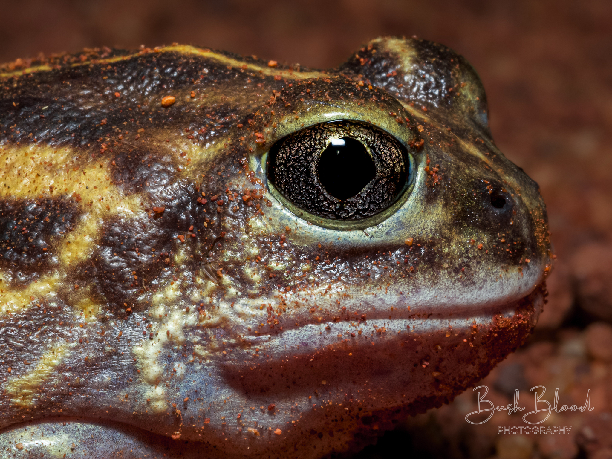 Goldfield's Bull Frog photo 3