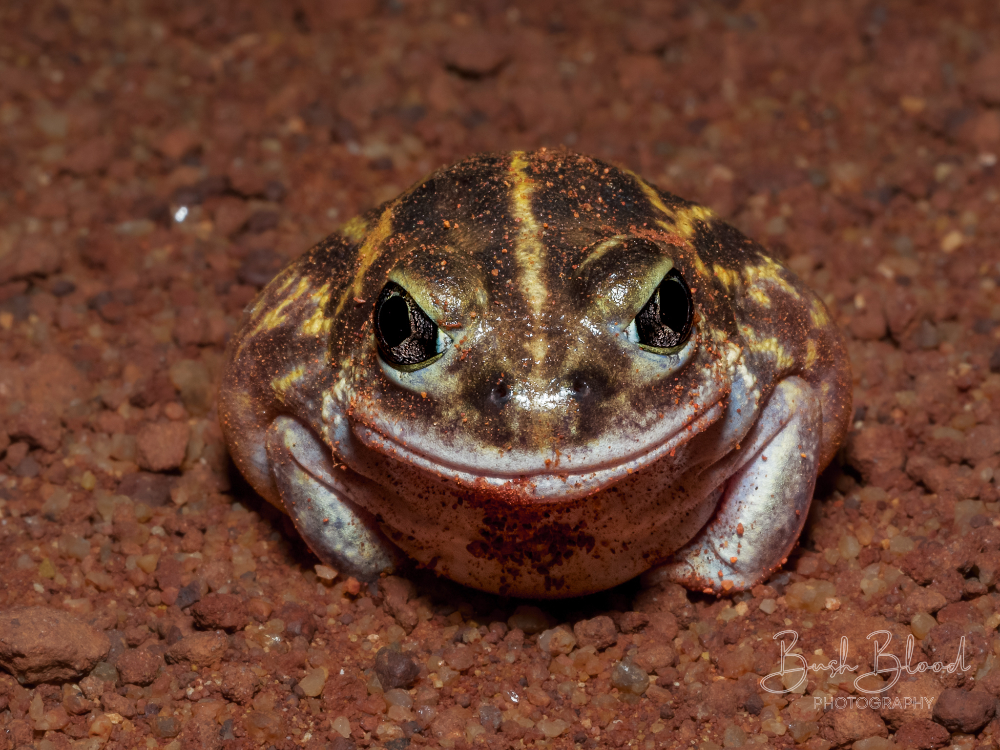 Goldfield's Bull Frog photo 4