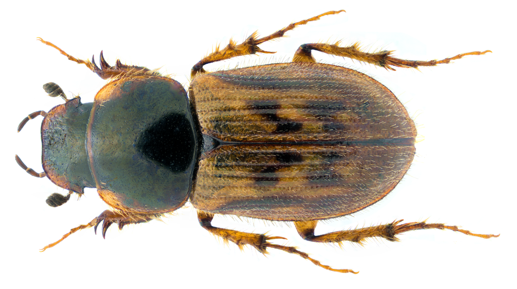 black-streaked dung beetle