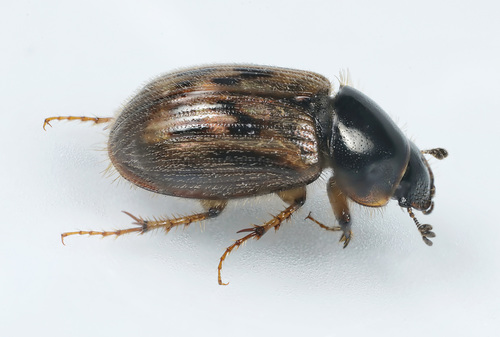black-streaked dung beetle, photo 2 of 9