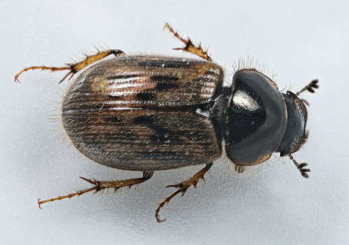 black-streaked dung beetle, photo 5 of 9