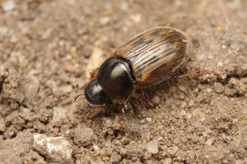 black-streaked dung beetle, photo 6 of 9
