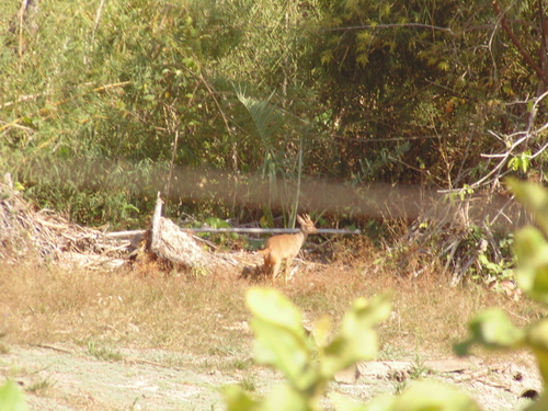 Southern Brown Brocket