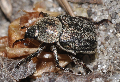 Žolinis Grambuoliukas nuotrauka