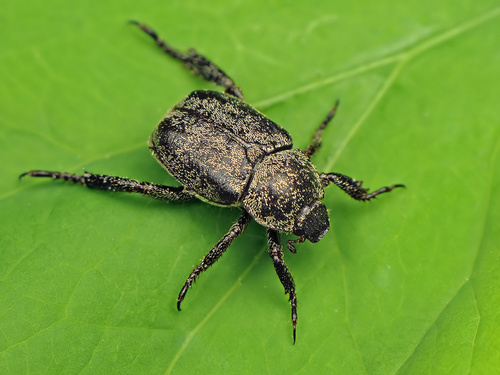 Žolinis Grambuoliukas nuotrauka
