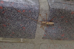 Olenecamptus bilobus