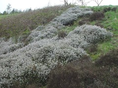 Erica × darleyensis