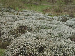 Erica × darleyensis