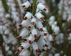 Erica × darleyensis