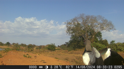 Southern Lapwing