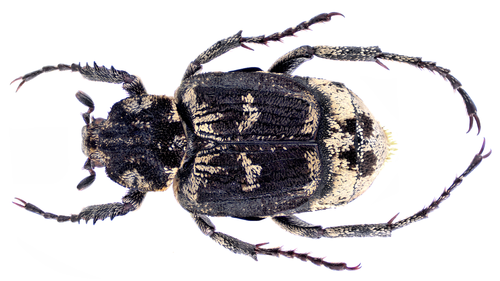 Smailapilvis Grambuoliukas nuotrauka