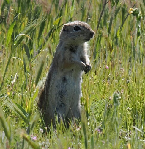 Nelson's Antelope Squirrel observed by jmaughn