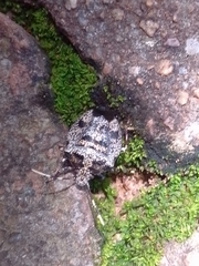 Antiteuchus mixtus