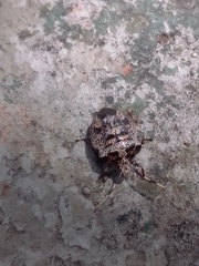 Antiteuchus mixtus