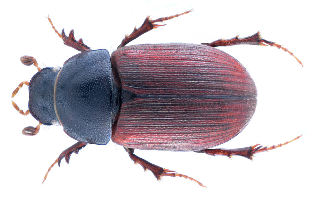 Mahogany Ridgeback scarab