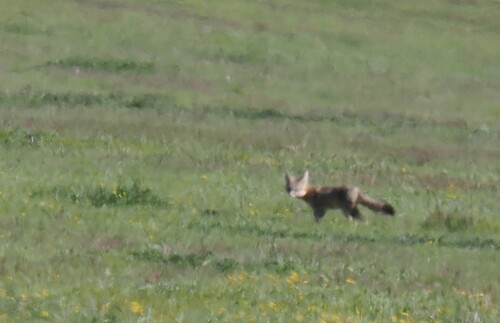 San Joaquin Kit Fox observed by jmaughn