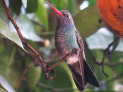 Cynanthus latirostris