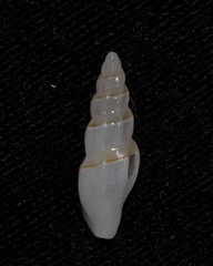 Guraleus pictus