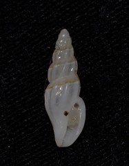 Guraleus pictus